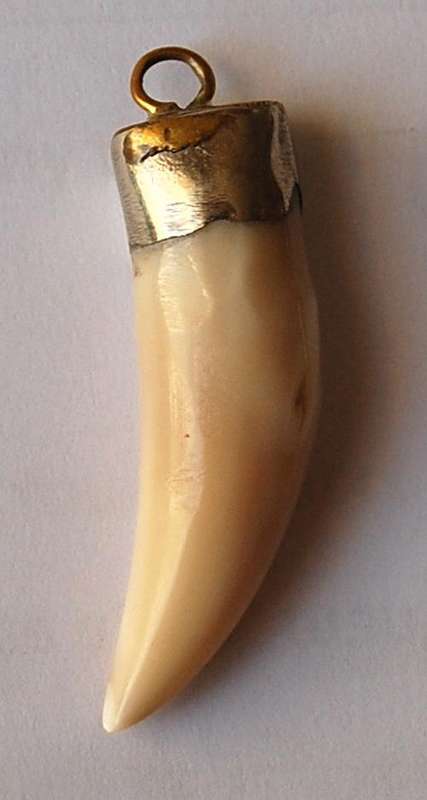 GENUINE AFRICAN LION TOOTH - NOT A CARVING