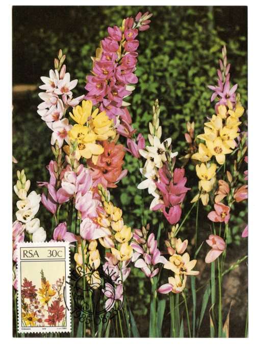 1985 RSA Floral Emigrants Postcard Set