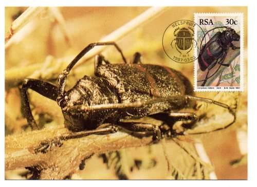 1987 RSA  South African Beetles Postcard Set