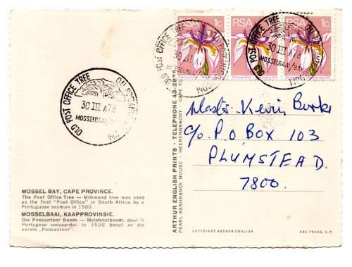1987 RSA Old Post Office Tree Mossel Bay Postcard