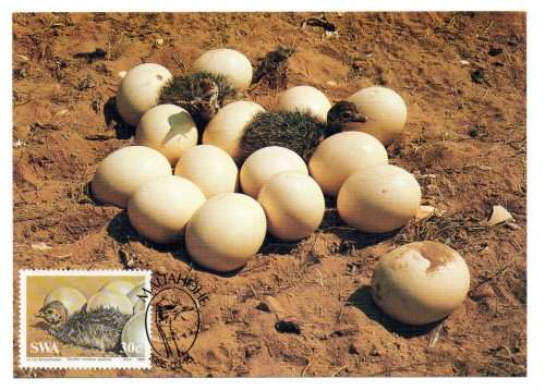 1985 South-West Africa The Ostrich Postcard Set #14 - 17 Set