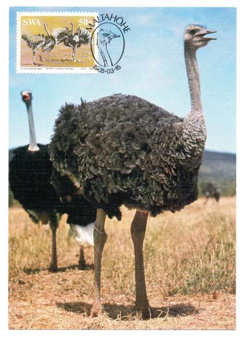 1985 South-West Africa The Ostrich Postcard Set #14 - 17 Set