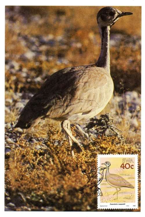 1988 South-West Africa Birds Postcard #74 - 77 Set