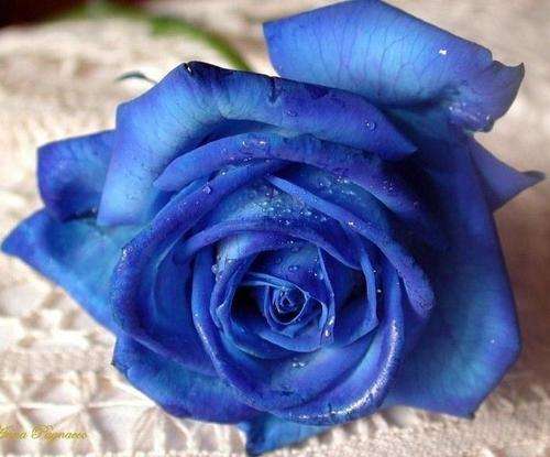 Rose Seeds (10 Seeds)
