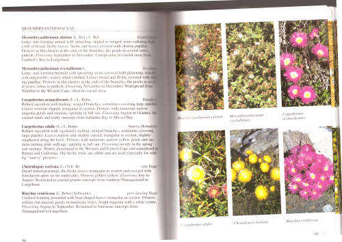 West Coast - South African Wild Flower Guide (7)