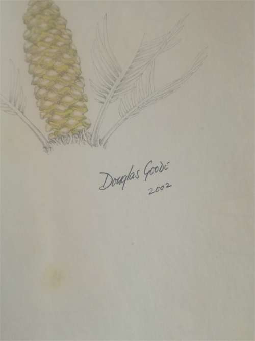 Cycads of Africa -  Douglas Goode - SIGNED COPY