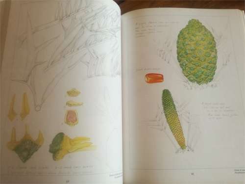 Cycads of Africa -  Douglas Goode - SIGNED COPY