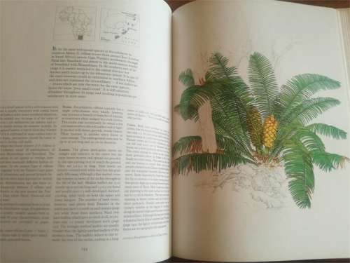 Cycads of Africa -  Douglas Goode - SIGNED COPY