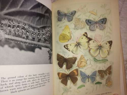 Transformations of Butterflies and Moths
