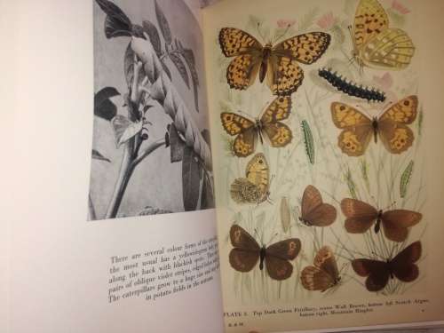 Transformations of Butterflies and Moths