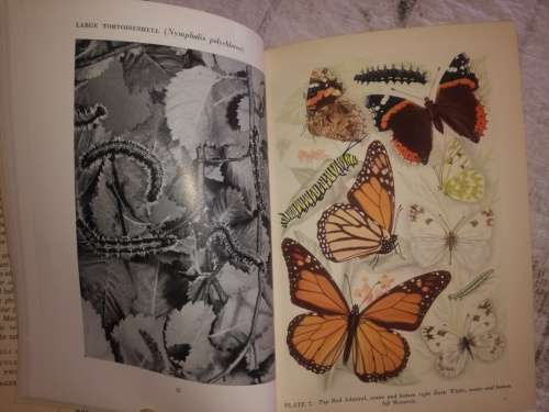 Transformations of Butterflies and Moths