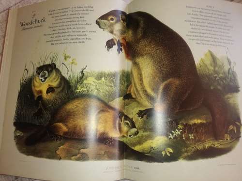 The Living World of Audubon Mammals