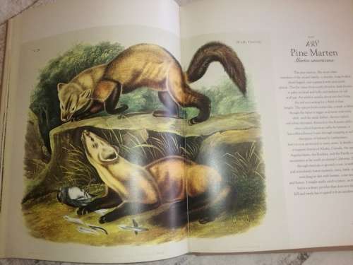 The Living World of Audubon Mammals