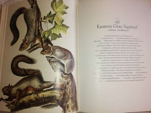 The Living World of Audubon Mammals