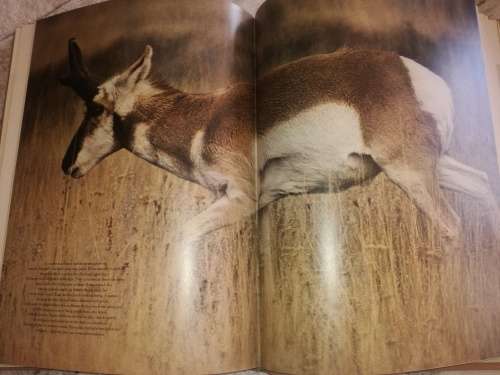 The Living World of Audubon Mammals