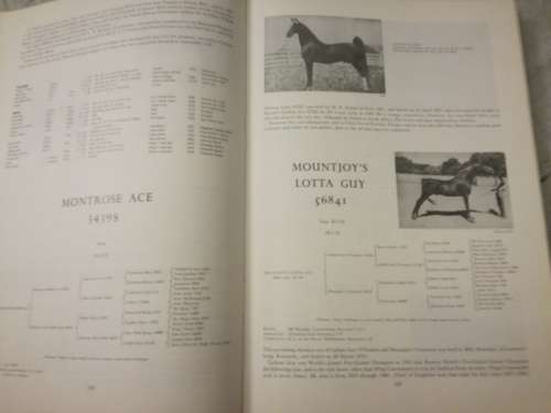 American Saddle Horses in South Africa