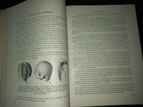 Sterkfontein Ape-Man Plesianthropus, SIGNED by Robert Broom & G. Schepers