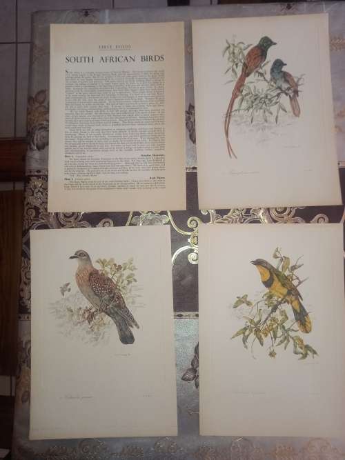 South African Birds / 12 colour plates  (first folio)