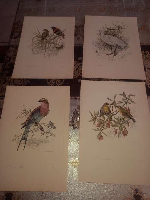 South African Birds / 12 colour plates  (first folio)