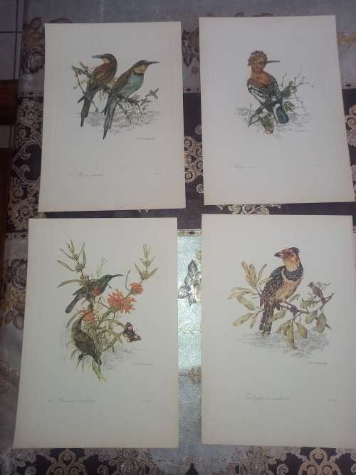 South African Birds / 12 colour plates  (first folio)