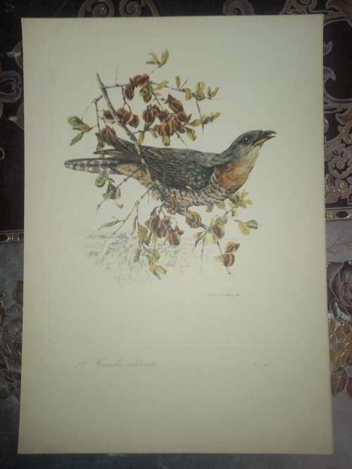 South African Birds / 12 colour plates  (first folio)