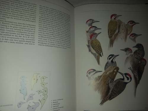 Birds of Southern Africa, The Sasol Plates Collection