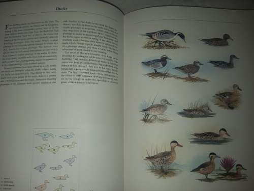 Birds of Southern Africa, The Sasol Plates Collection