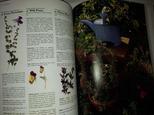 The Complete book of Herbs