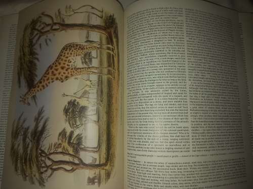 Portraits of the Game and Wild Animals of Southern Africa