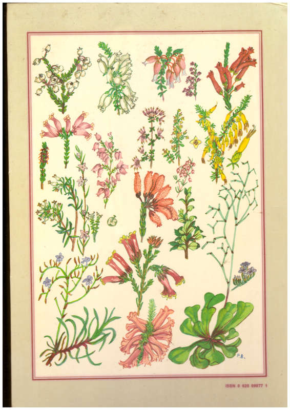 Flowering Plants of the Southern Cape