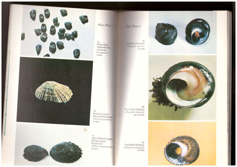 Tsitsikama Shore / Tsitsikamakus