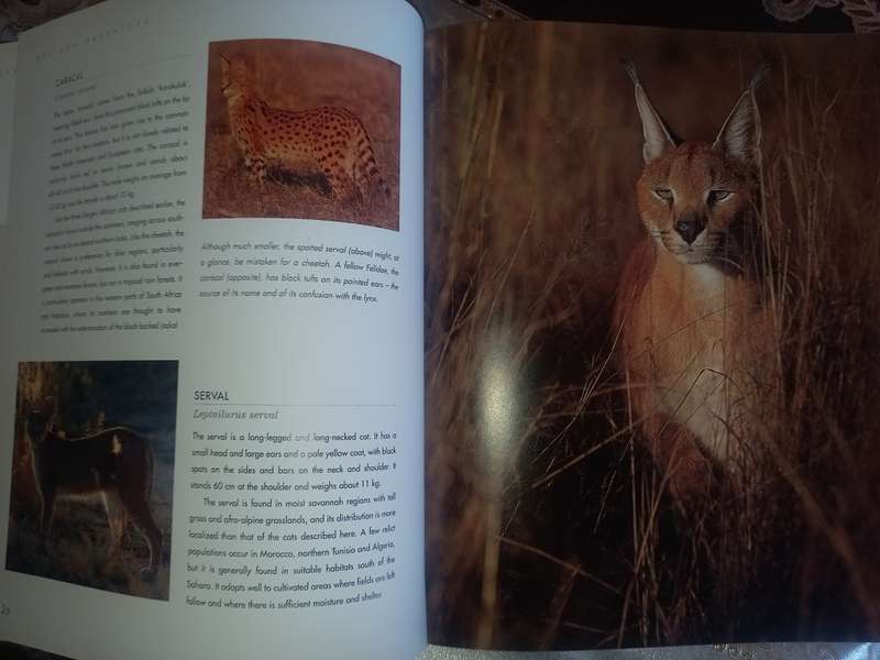 African Predators (SIGNED)