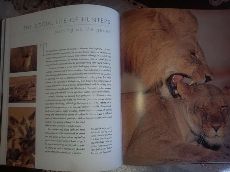 African Predators (SIGNED)