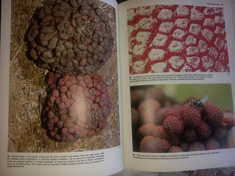 South African Parasitic Flowering Plants