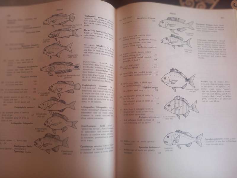 A Guide to Marine Life on South African Shores