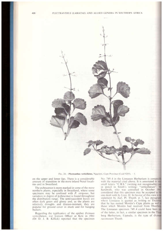 Plectranthus (Labiatae) and allied genera in Southern Africa (SIGNED)