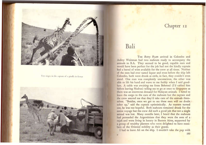 The Wildest Game - Peter Ryhiner
