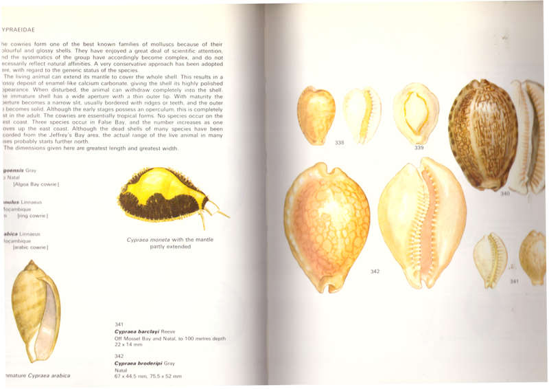 Sea-Shells of Southern Africa - Gastropods