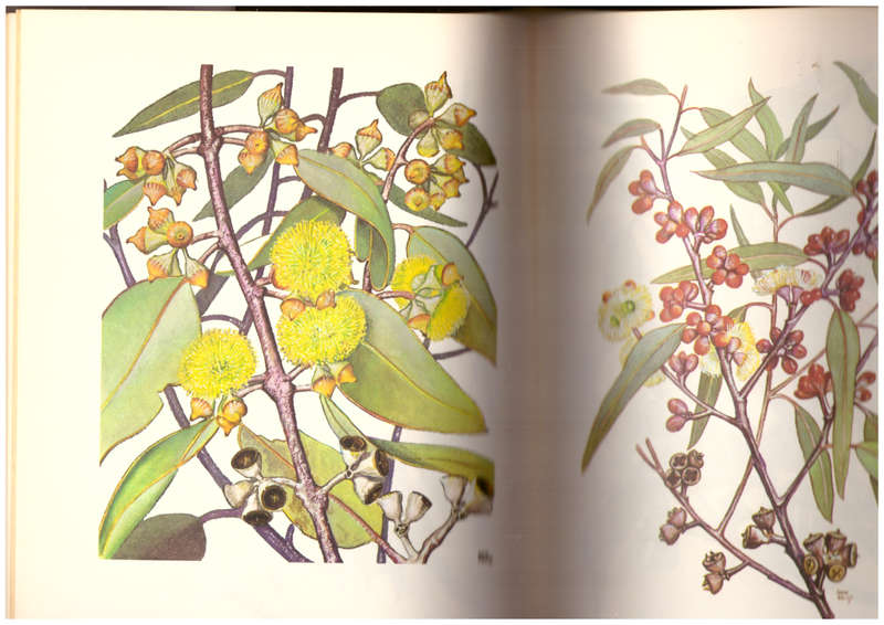 Eucalypts - Volume one and two, (Stan Kelly)