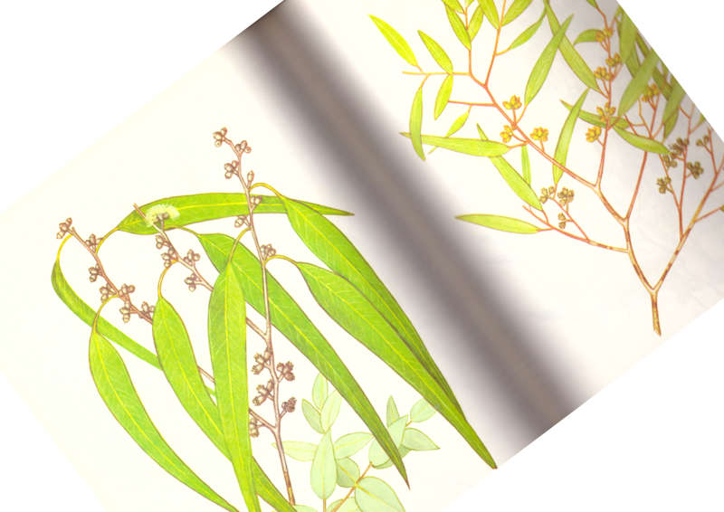 Eucalypts - Volume one and two, (Stan Kelly)