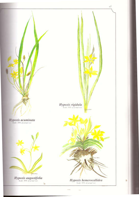 Wild Flowers of KwaZulu-Natal