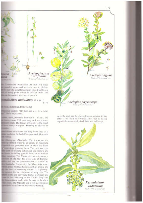 Wild Flowers of KwaZulu-Natal