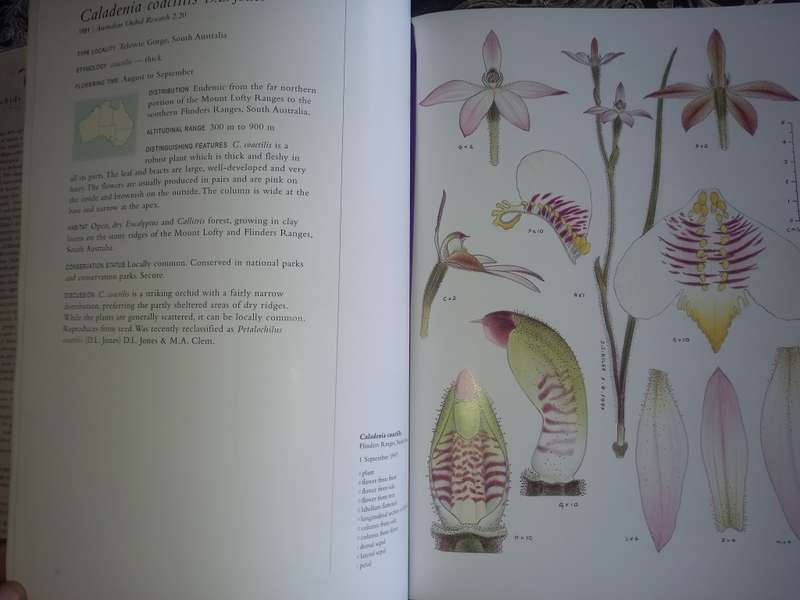 Orchids of Australia