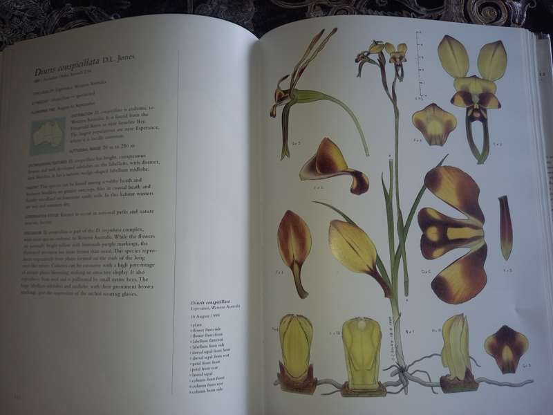 Orchids of Australia