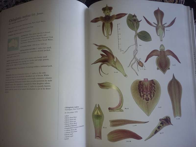 Orchids of Australia