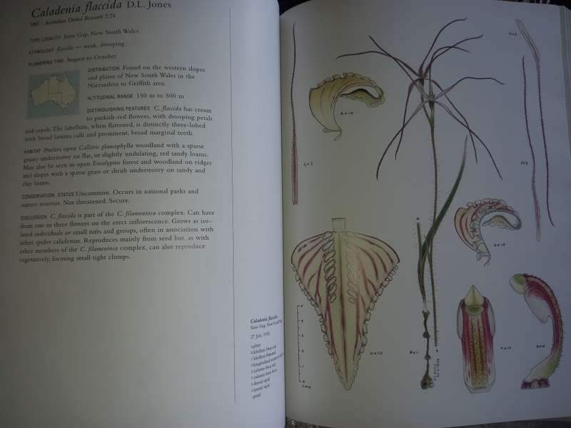 Orchids of Australia