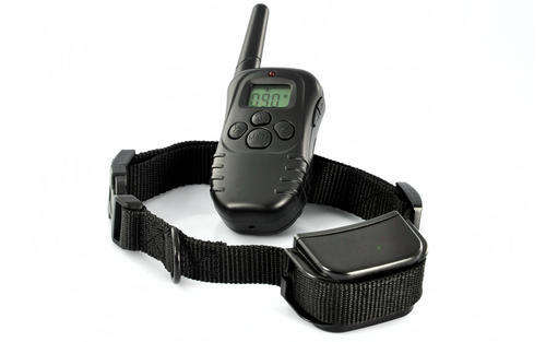 dog training 