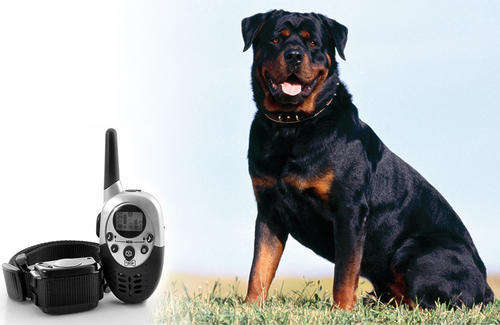 dog training