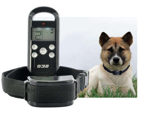 dog training