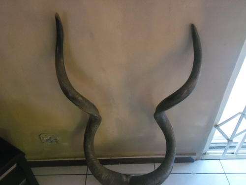 MASSIVE KOEDOE HORN FOR COLLECTION